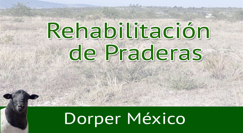 Rehabilitar praderas